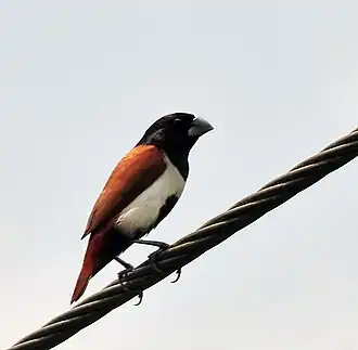 Description de l'image Black-headed Munia I IMG 7747.jpg.