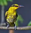 immature