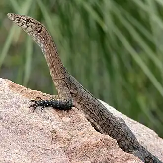 Description de l'image Black-palmed Rock Monitor (Varanus glebopalma). Katherine, NT 2.jpg.