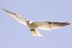 Photographie d'un Élanion d'Australie en vol, ailes déployées.