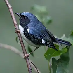 Paruline bleue
