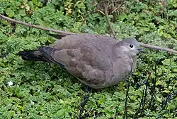 Colombe à ailes noires (Metriopelia melanoptera)