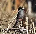 Plumage gris, Inde