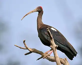 Ibis noir