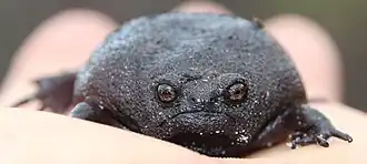 Description de l'image Black Rain Frog imported from iNaturalist photo 15409543.jpg.