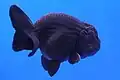 Ranchu noir