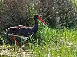 Cigogne noire.