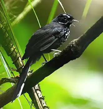 Description de l'image Black Thicket-Fantail 0A2A3426, crop.jpg.