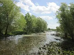 Vue d'une petite rivière bordée d'arbres.