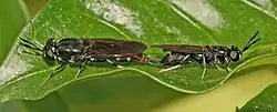 Hermetia illucens