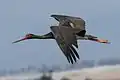 Cigogne noire.