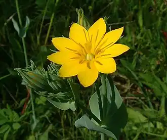 Fleur à neuf divisions
