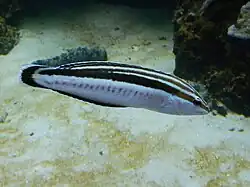 Coris flavovittata juvénile