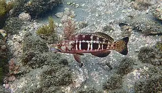 Serranus atricauda
