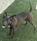 Chien thaïlandais à crête dorsale noir.