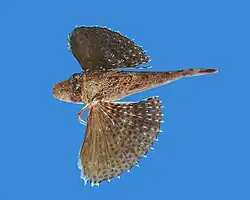 Prionotus rubio