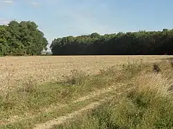 Les laris