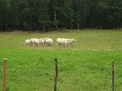 Vaches de race charolaise