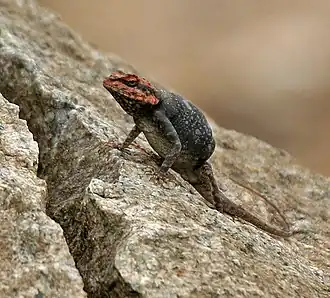 Description de l'image Blanford's Rock Agama Psammophilus blanfordanus in Hyderabad, AP W IMG 8018.jpg.