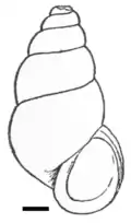 Blanfordia japonica