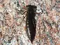 Larve de Aeshna cyanea.