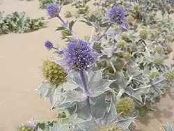 Plante aux feuilles piquantes, aux inflorescences bleu violet, sur un sol sableux.
