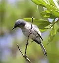 ♀