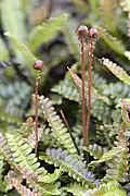 Blechnum penna-maritima