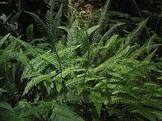 Blechnum spicant