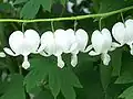 Cultivar 'Alba'.