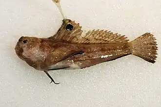 Blennius ocellaris