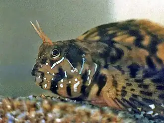 Aidablennius sphynx