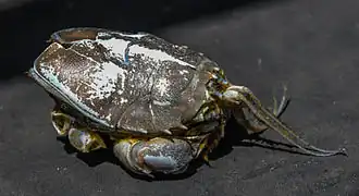 Blepharipoda occidentalis, un Blepharipodidae
