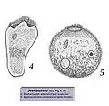 Blepharocodon  appendiculatusB. intestinalis
