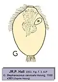 Blepharoconus cervicalis