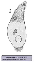 Blepharoprosthium pireum