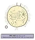 Blepharosphaera intestinalis