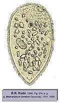 Blepharozoum zonatum