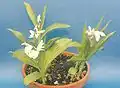 Bletilla striata var. alba.