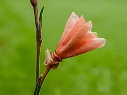 Fleur fermée.