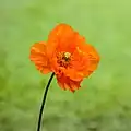 Fleur de la famille des pavots dans le Tuinreservaat Jonkervallei, un jardin en Frise (province). Mai 2021.
