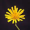 Fleur.