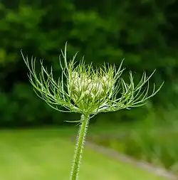 Bouton floral.