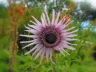 Description de l'image Blommetjie.jpg.