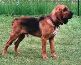 Portrait d'un chien de Saint-Hubert.
