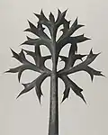 Eryngium bourgatii