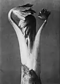 p.&nbsp;96
