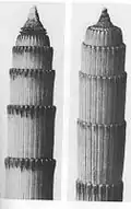 Prêle d'hiver (Equisetum hyemale)
