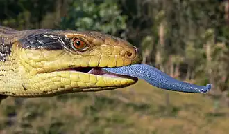 Langue bleu étendue