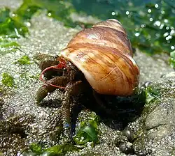Pagurus samuelis